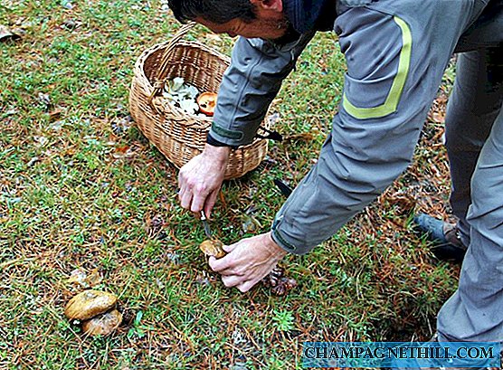 Avila - This is the mycological routes in Gredos