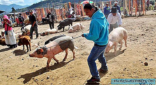 Jak navštívit Otavalo zvířecí trh poblíž Quita