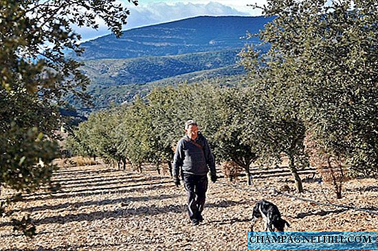 Castellón - Esta é a busca da trufa preta com cachorro de trufa no Alto Maestrazgo