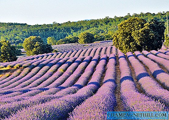 When and how to see blooming lavender fields in Brihuega in Guadalajara