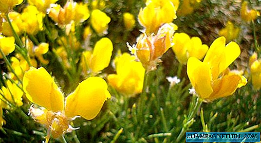 Quand et comment voir les piornos en fleurs 2019 dans la Sierra de Gredos