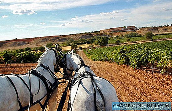 Cuenca - This is the visit of the Finca La Estacada winery in Tarancón