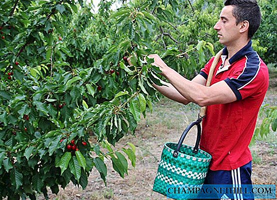 Extremadura - From the tree to the cooperative, this is how cherry is lived in the Jerte Valley