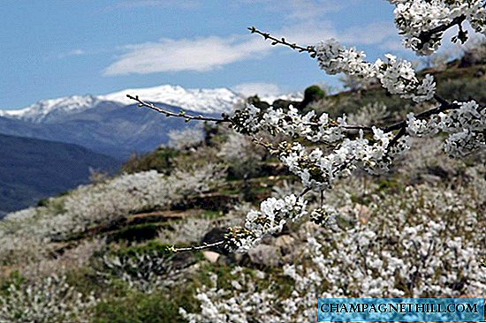 Extremadura - Fotogalleri med kirsebærblomster i Jerte-dalen