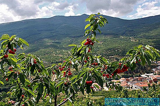 Extremadura - Yaz aylarında Jerte Valley'de görülecek ve yapılacaklar