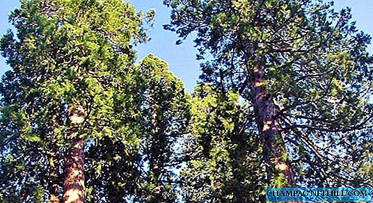 ما هي أشجار sequoia العملاقة وأين نراهم في ولاية كاليفورنيا