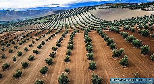 Olijfolieroute door Jaén die olijfolie ontdekt