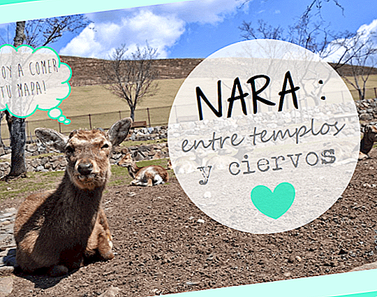 WHAT TO SEE AND DO IN NARA: ONE DAY BETWEEN TEMPLES AND DEER