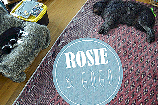 ROSIE＆GOGO