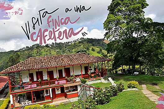 VISIT A COFFEE FARM IN THE CAFETERO AXIS OF COLOMBIA