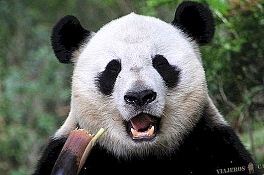 Pusat Konservasi Panda Bear di Chengdu