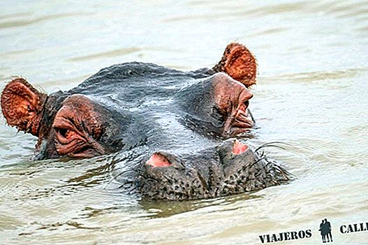 Excursion hippos in Saint Lucia