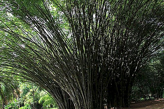 Botanical Garden in Kandy