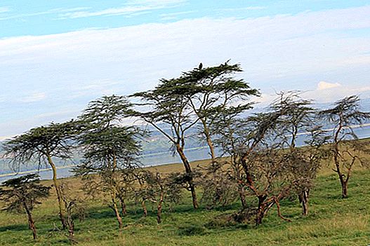 Jazero Nakuru al Masai Mara