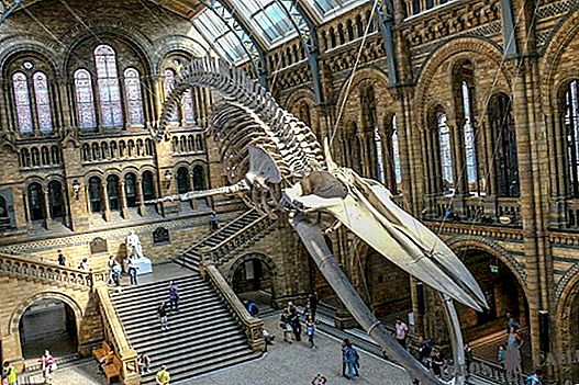 Az 5 legjobb múzeum Londonban (ingyenes és fizetős)