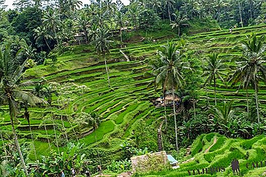 أفضل حقول الأرز في بالي
