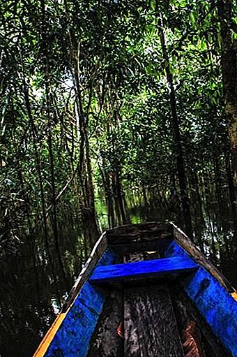Loja Muyuna din Amazonul Peruan