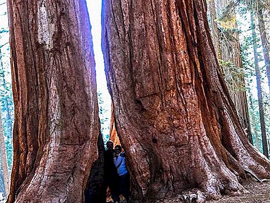Parcul Național Sequoia