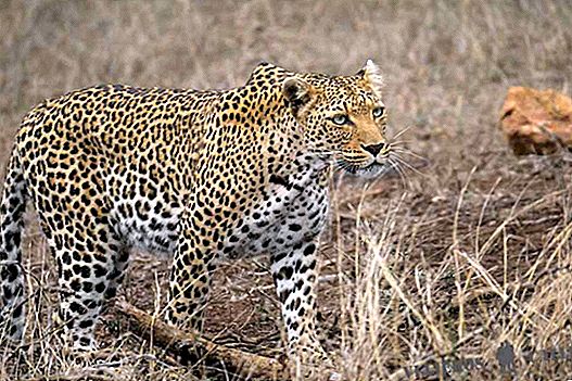 Kruger Safari gratuitement en Afrique du Sud