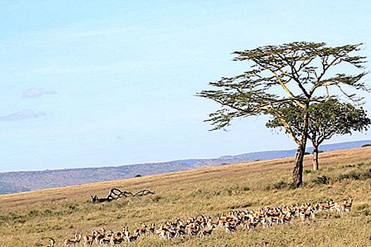 Safari no Serengeti