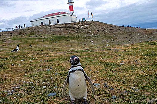 Magdalena Island og Marta Island Tour fra Punta Arenas